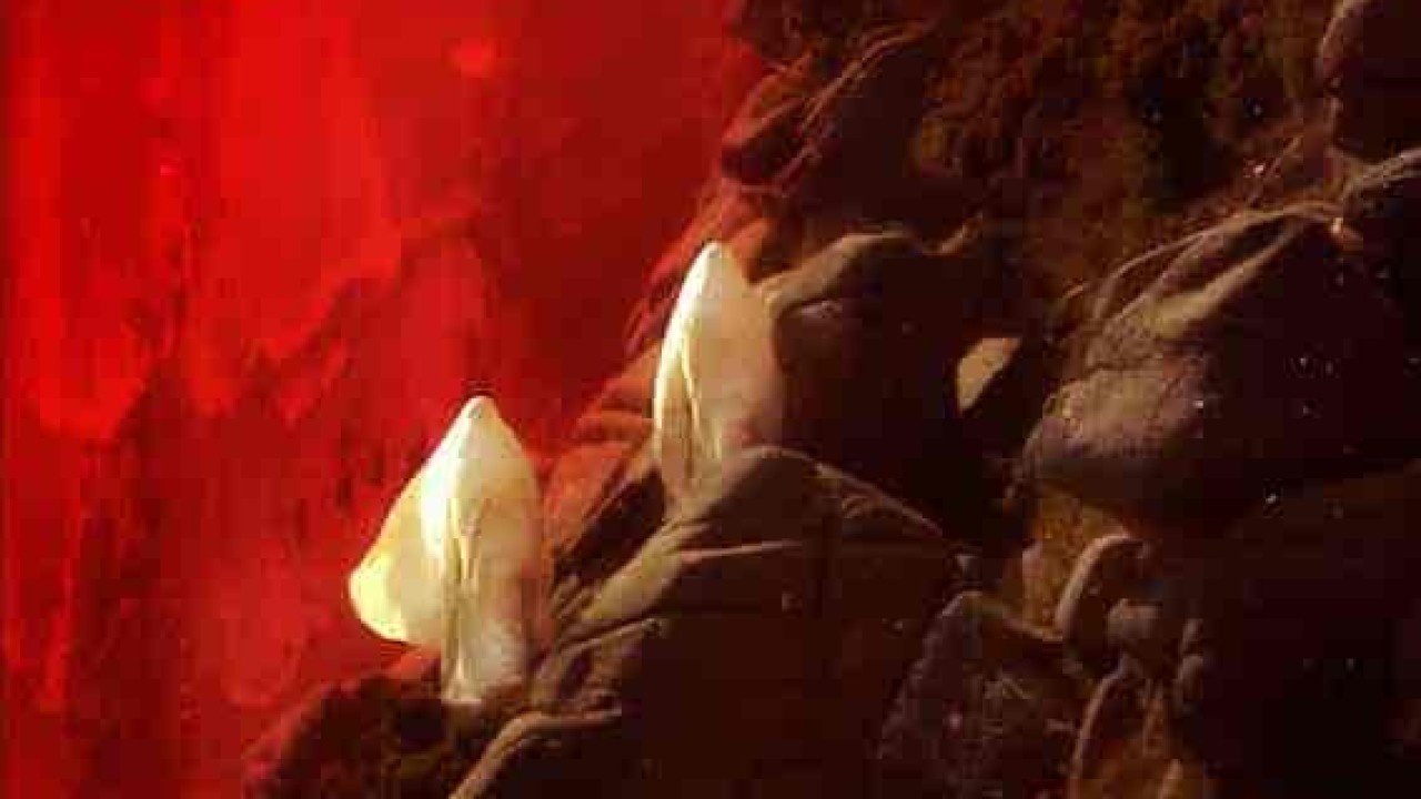 فيلم Red Moon Tide 2020 مترجم اون لاين