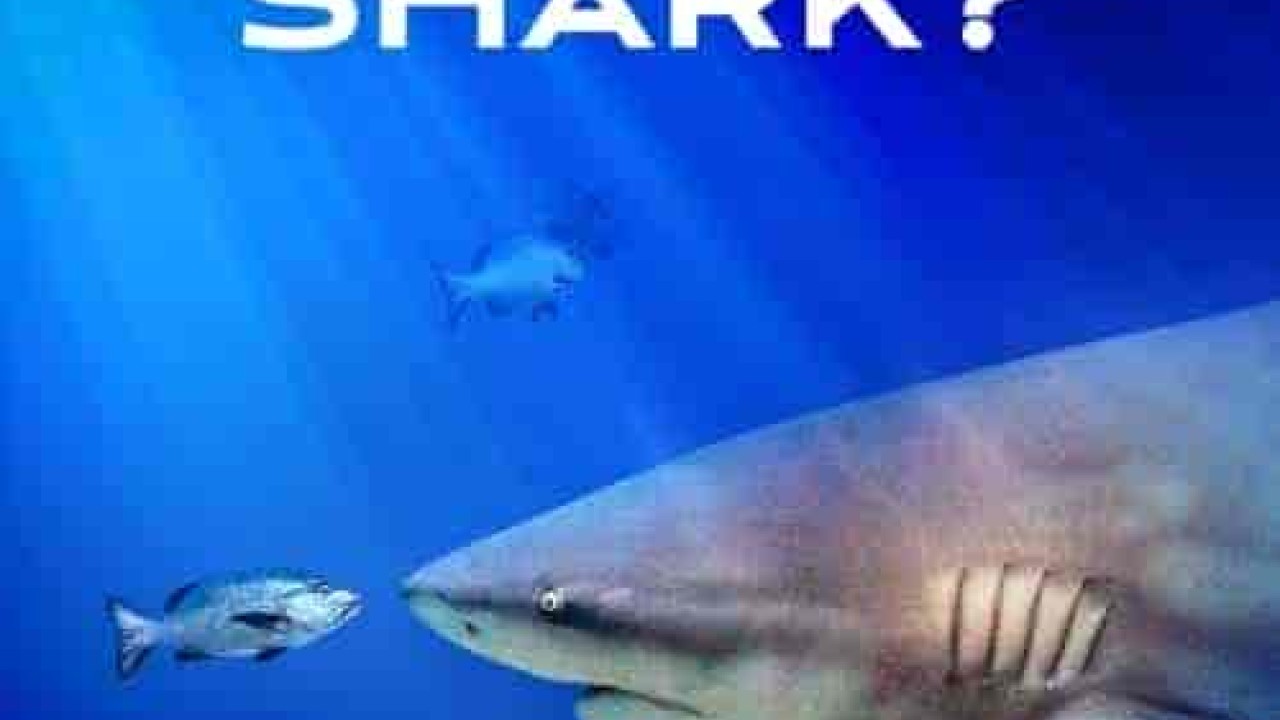 فيلم World’s Biggest Bull Shark 2021 مترجم اون لاين